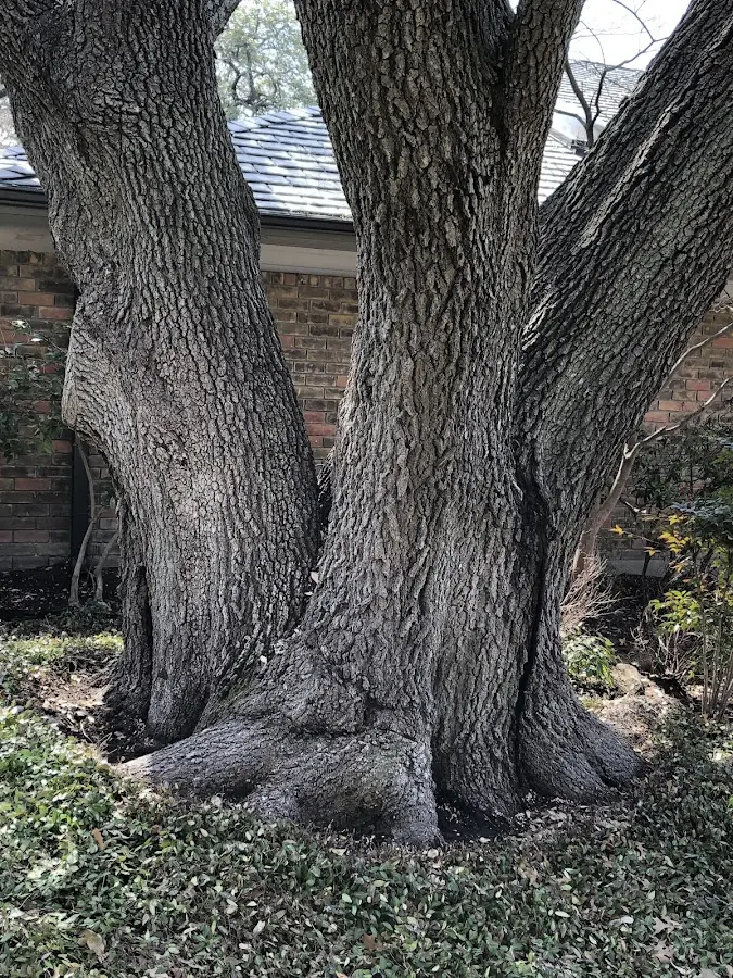 Mature heritage tree close to a Zellwood property cared for by certified arborists